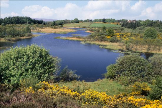 Photograph of an expanse of water surrounded by rough grass, willow, heather and gorse, with woodland in the background.