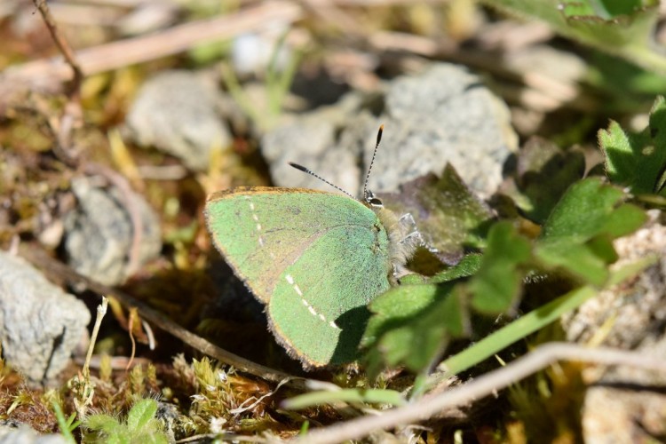 Green coloured butterfly with wings closed sitting camouflaged against plants on the ground.