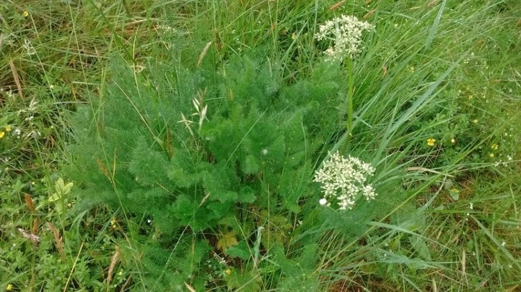 Clump forming plant with delicate ferny-looking leaves and two flowering stems. The flowers are creamy white and formed on umbrella-shaped branching stems.