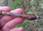 Hand holding a twig with a large pointed reddish brown bud at the end